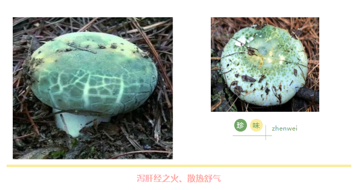 菌类揭秘：青头菌护肝，羊脂菌润肺，硒含量惊人，超越人参、猪肉