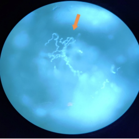 9d528cf697d54b12a73e114fcbc965cb.png